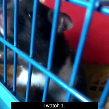 HAMSTER IN ACTION STARS WOKE EARLY TODAY AND IS HUNGRY