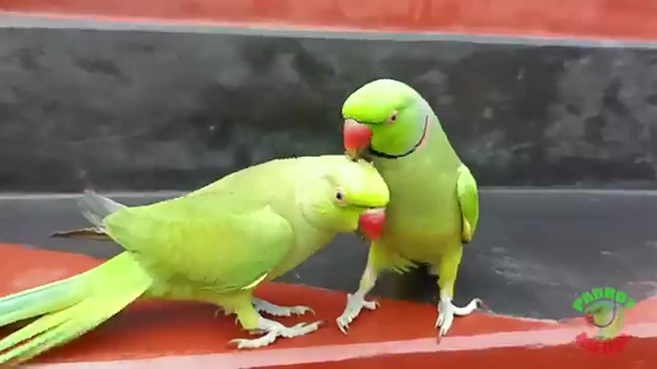 Ringneck parrots are enjoying each other