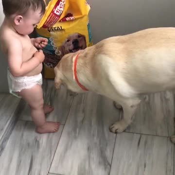 Pequeño bebé adora darle de comer a su Labrador