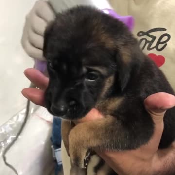 Puppy Remarkably Calm For Blow Drier After First Bath