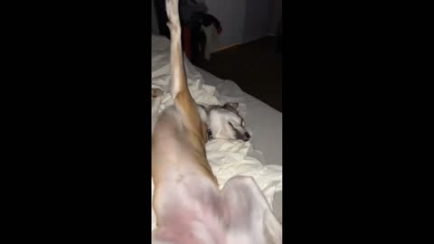 Snoring dog sleeps in hilariously awkward position