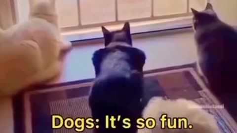 Funny videos of the world's best animals 👉 Follow please