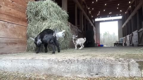 The slow motion baby goat video you didn’t know you need..