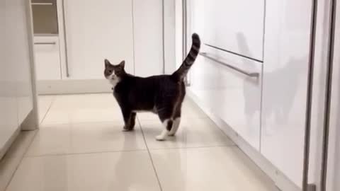 Cat fighting video funny video