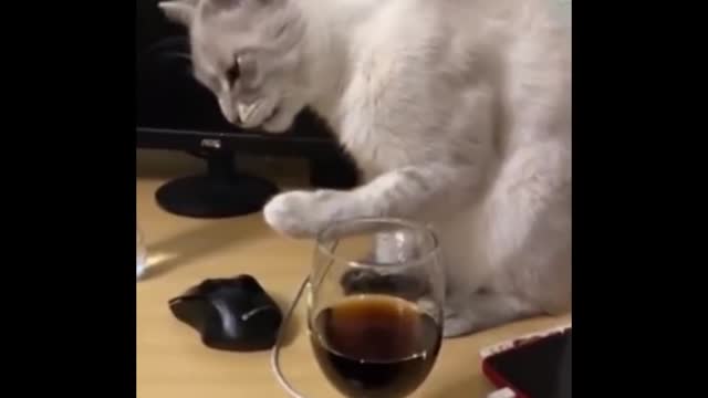 Funniest Cats 😹 - Don't try to hold back Laughter 😂 - Funny Cats Life (5)