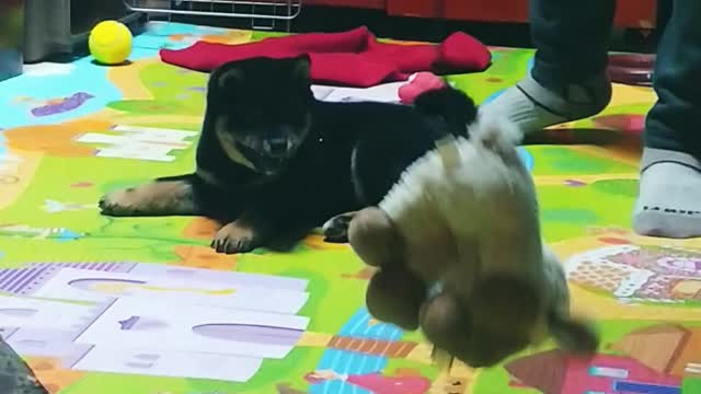 Sheep biting game, baby Shiba dog.