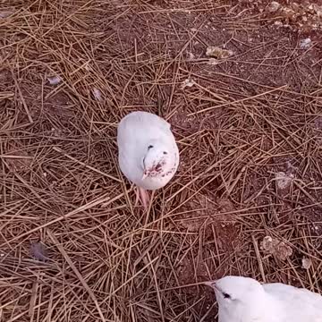 Trash can Pete lost an eye?