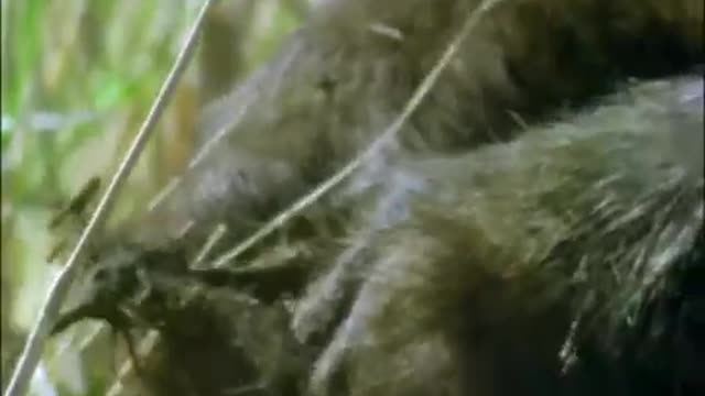 Baboon vs Baby Gazelle | Be An Animal | BBC Earth