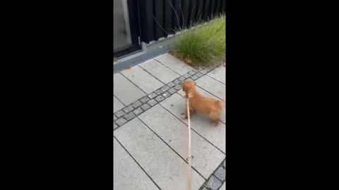 Beautiful cat walking