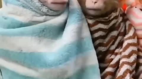 Funny video