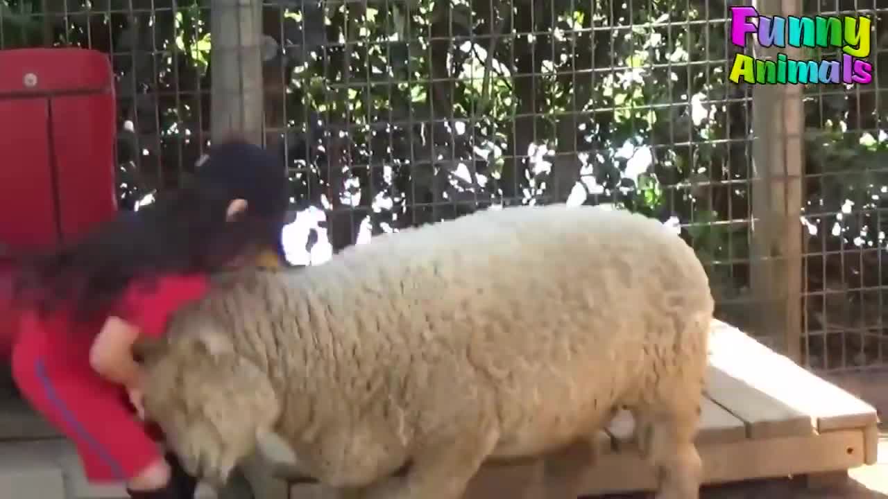 Goat attacking people caught on camera. angry goat