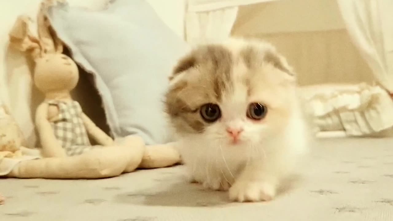 New cute cats video