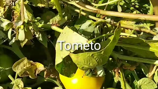 Tometo plant