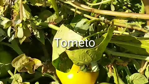 Tometo plant