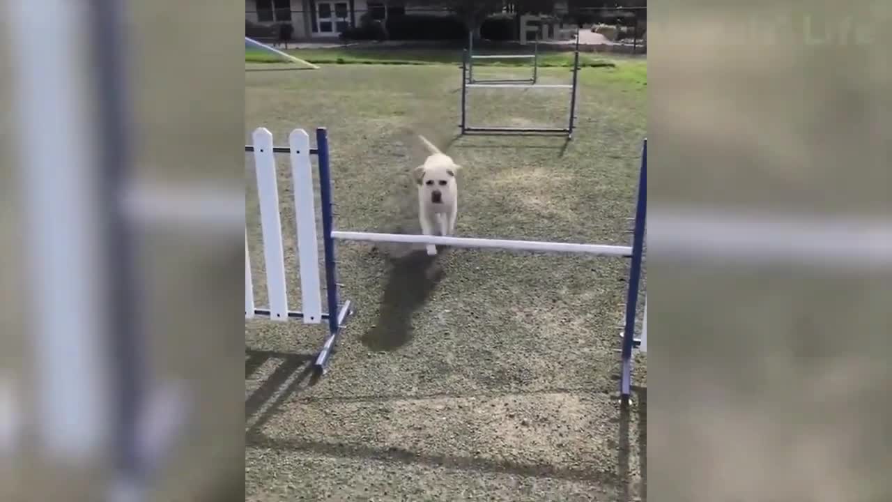 Funny Animals Part 3