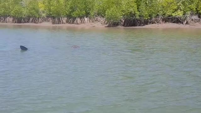 Shark Swims By Fishing Boat