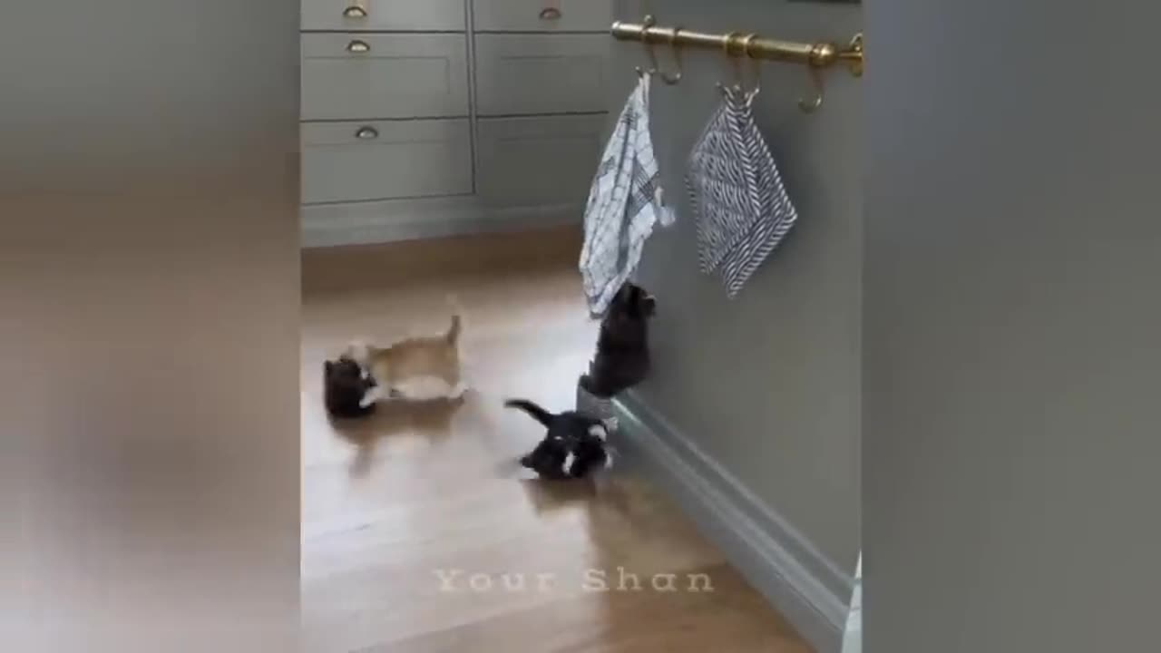 10 minutes of adorable cats #cat #cute #kitten #pets #meow #videos #shorts #dog