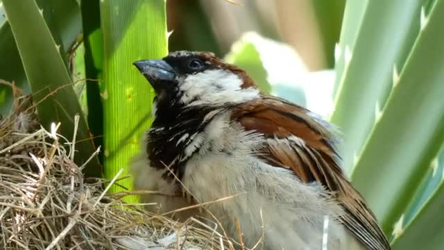 House sparrow