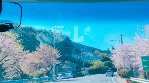 Cherry blossom viewing in a running car