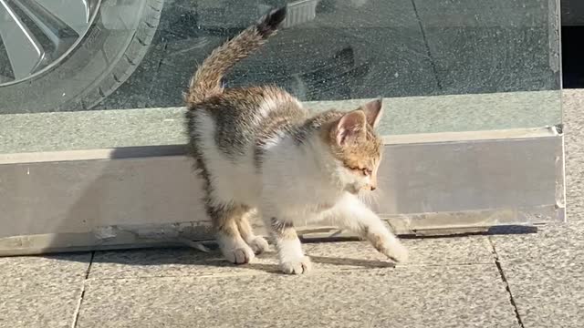 오빠 없어서 혼자 노는데 왜캐 안쓰럽지ㅜㅜ
