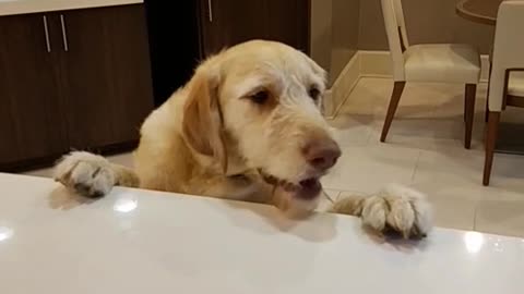 Dog steals treats on kitchen table