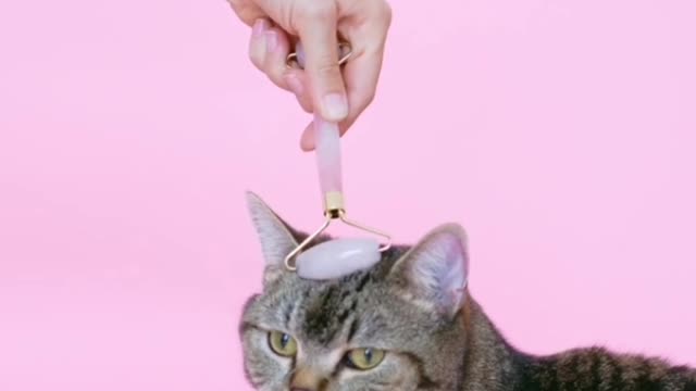 Funny cat enjoy