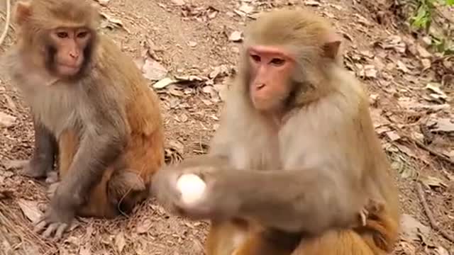 Funny animals monkey funny