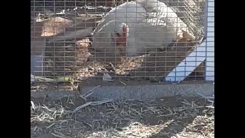 Mellie Taking Her First Dirt Bath