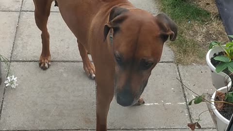 Small dog protects her house from Rhodesian Ridgeback