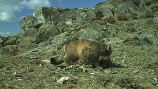 Pallas's Cat Cubs in Mongolia