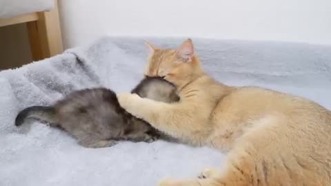 I'm worried that mother cat's hug is too intense