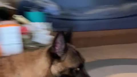 8 month old Malinois doesn’t know what a toy is