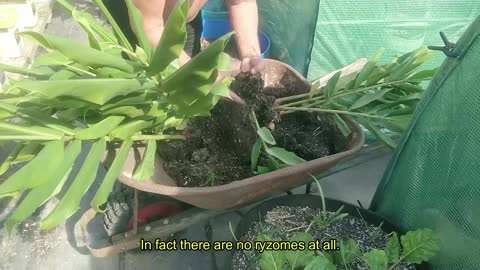 Ginger Harvest = NOTHING