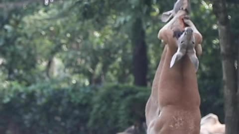 Brother, you have the wrong kangaroo