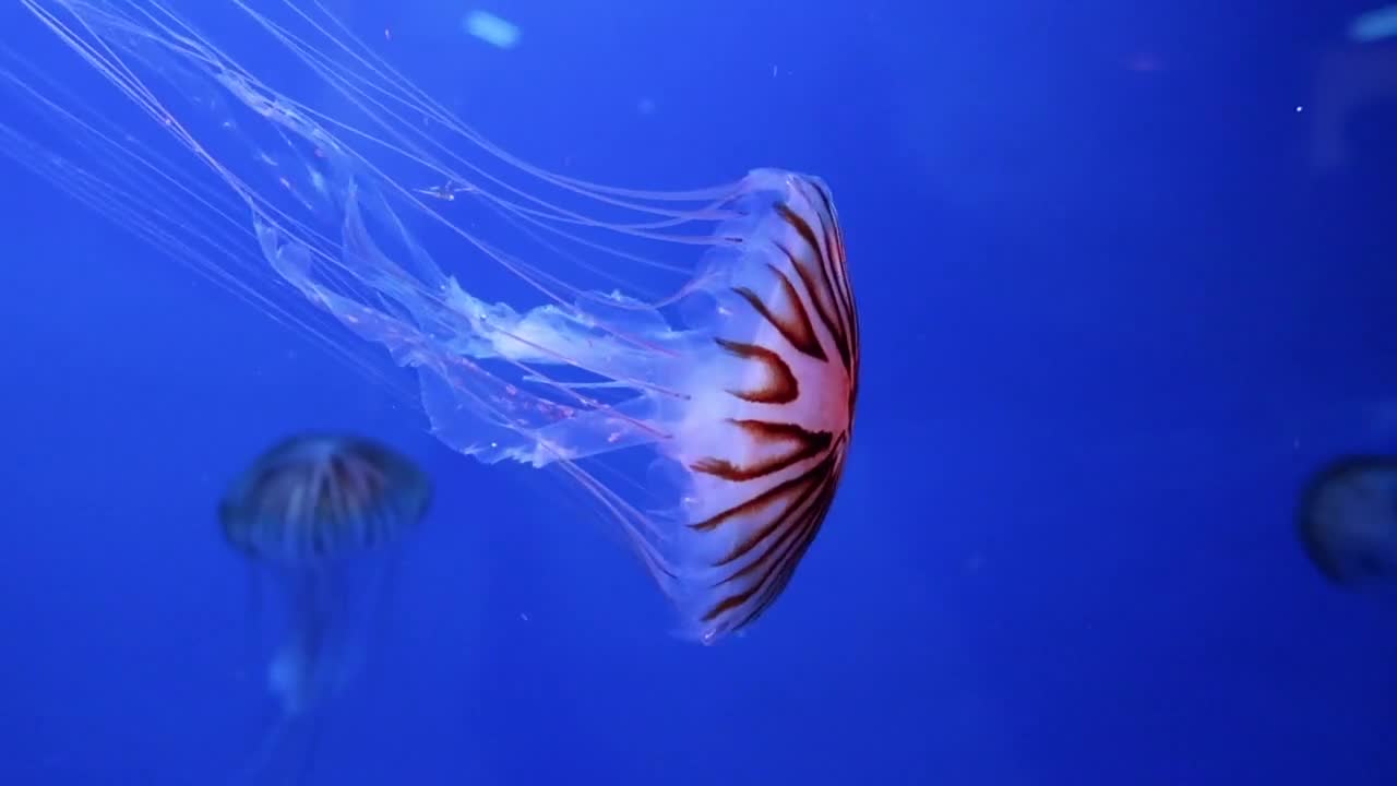 18 second fish video