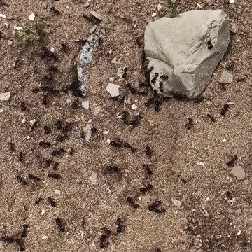Busy ants