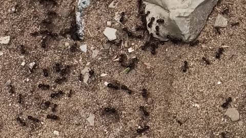 Busy ants