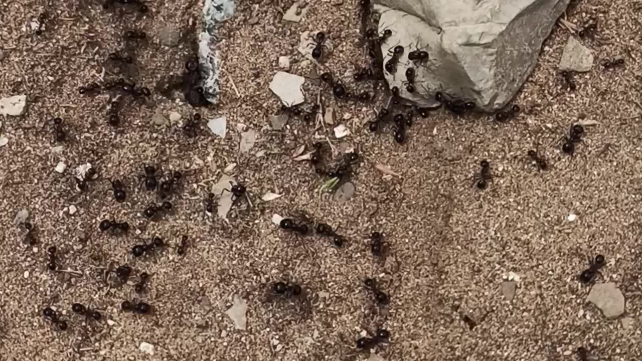 Busy ants