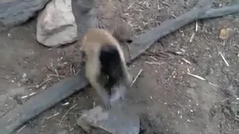 Vai te pegar !!!