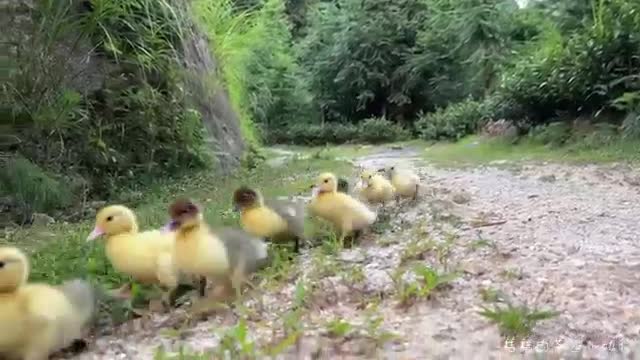 duck family