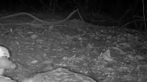 Our conservationists in Uganda 🇺🇬 have captured incredibly rare new footage of the giant pangolin!
