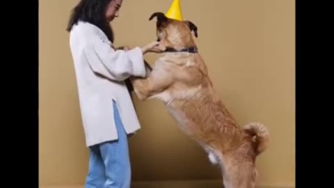 This video is regarding how to train our dog in a funny way😌❤️