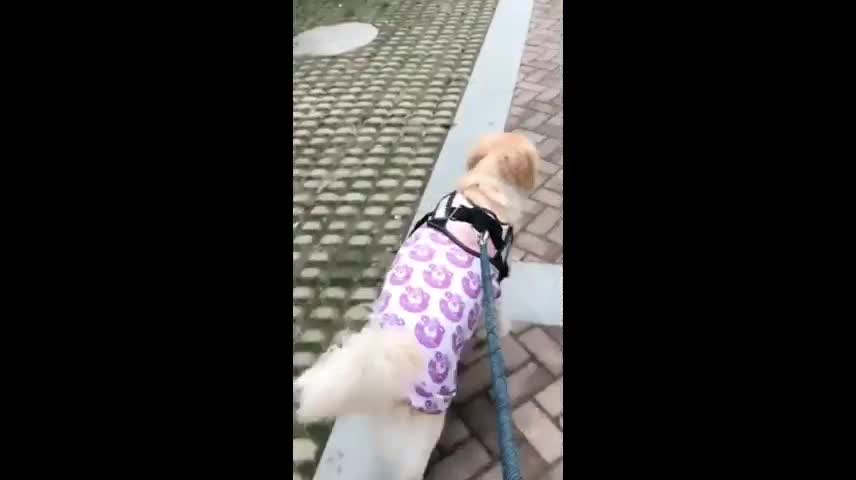 Puppy's love will always be loyal, provided that you are a competent master.
