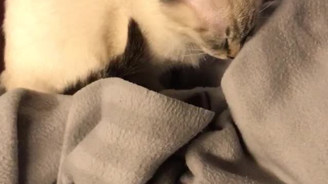 Sleepy but not sleeping kitten