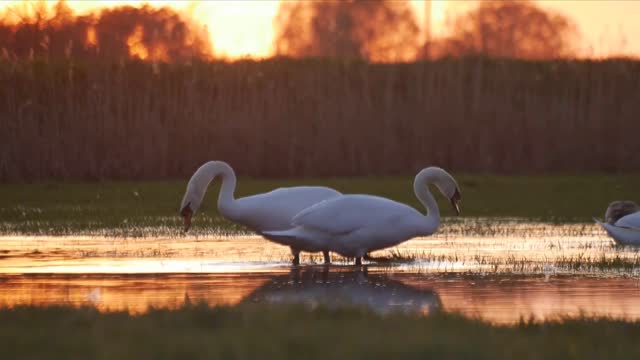 White geese play with water