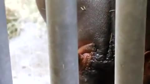 It's Snacktime For A Baby Hippo! Feed Me More! 😀