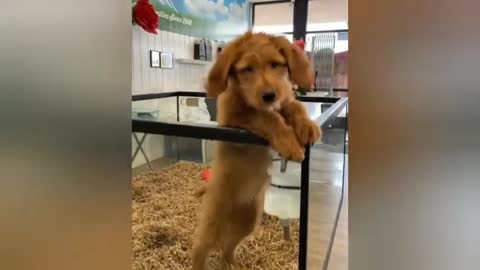 Cute animals