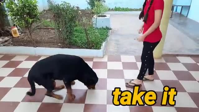 Dog training skill