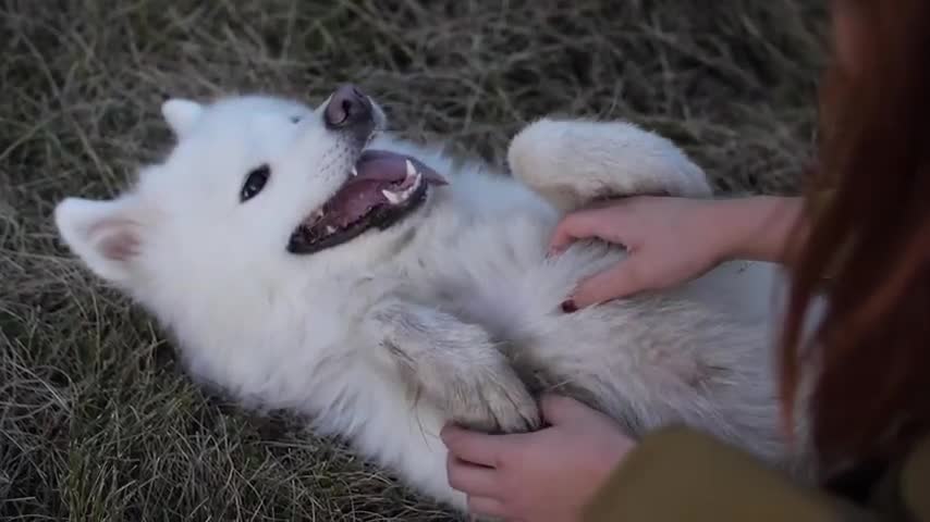 Mujer jugando con su perro muy divertido