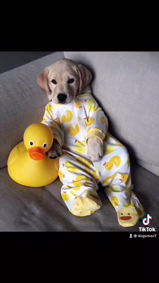 Oh ooooo noo cute dogs